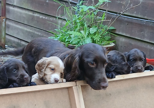 Kc cocker spaniel chocolate pups born 26/07/26
