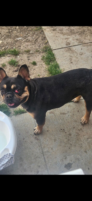 French bulldog