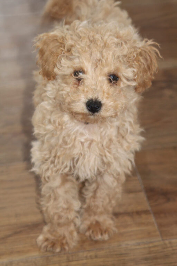 Holistic Maltipoo Puppies