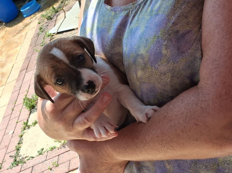 One Jack Russell Puppy girl