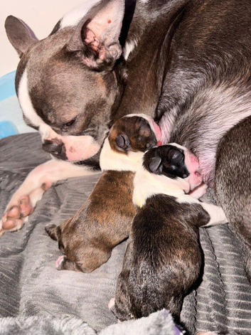Kc Boston terriers