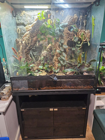 Madagascan giant day gecko & terrarium