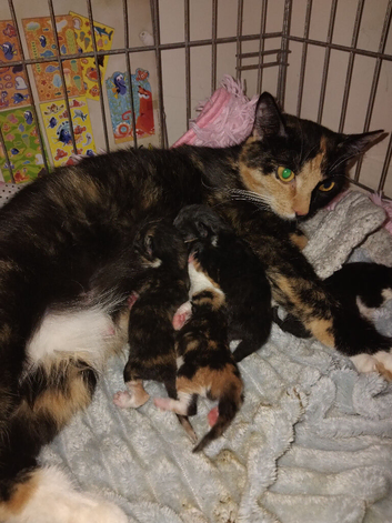 Beautiful kittens