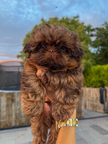 Tiny imperial Shih Tzu puppies