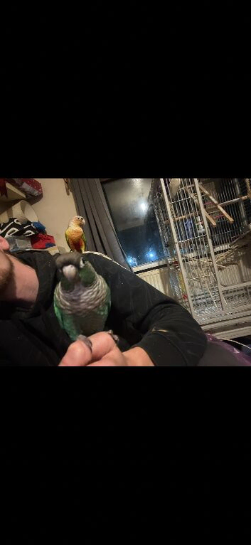 2 conures and large cage for sale