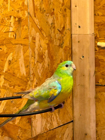 Redrump parakeets pair