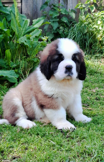 Show Quality Saint Bernard's
