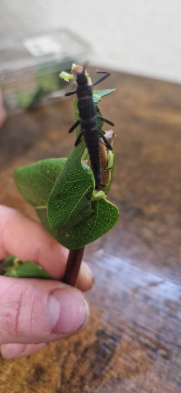 Black beauty stick insects for sale