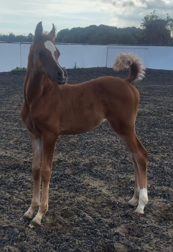 Arabian colt foal available at weaning