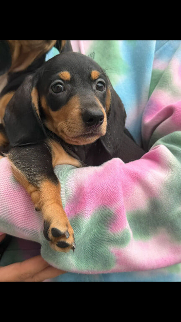 Mini dachshund
