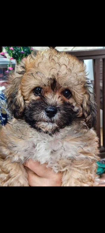 2 female zuchon puppys