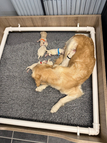 6 beautiful golden retriever boys