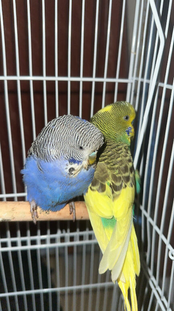 2 male budgies and cage
