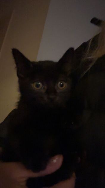 two 9week old kittens