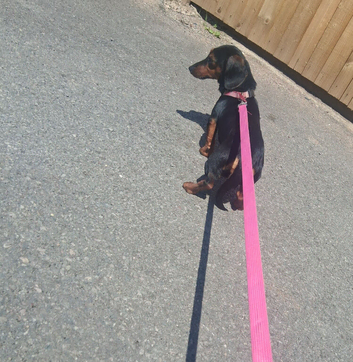 dachshund girl
