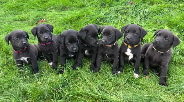 Labrador X Huntaway Puppies