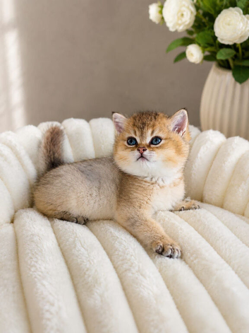 British Shorthair Kittens & Cats for Sale