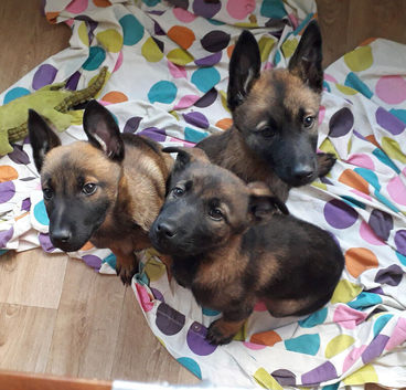 Malinois Belgum shepherd pups