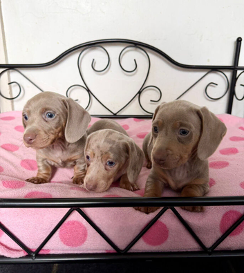 Gorgeous litter of Miniature Dachshund Puppies