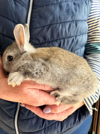 Netherland Dwarfs