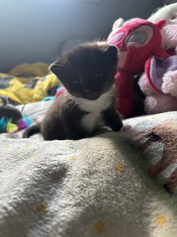 Ready to leave August brown and white kitten