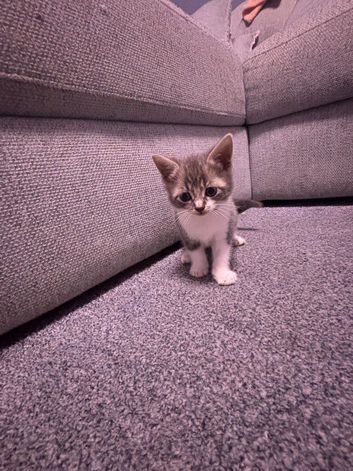 8 beautiful kittens