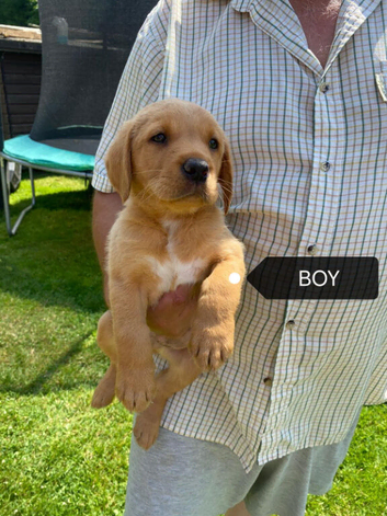 Fox red puppies