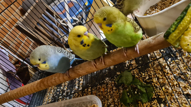 Tame baby budgies