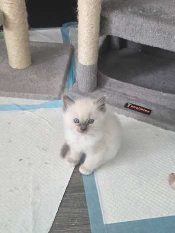Ragdoll blue point kittens