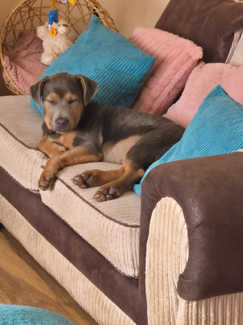 2 cane corso cross