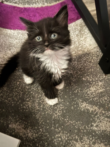 Kittens