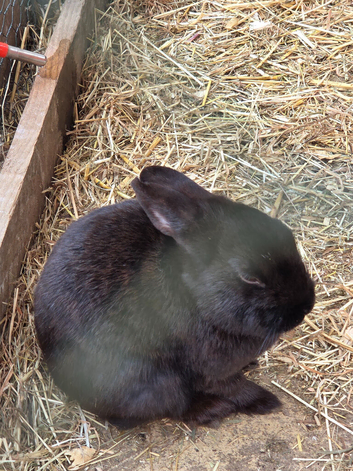 2 black female rabbits