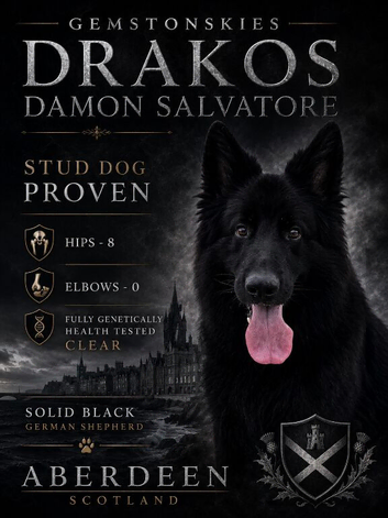 Solid black GSD stud dog