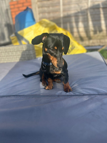 Mr. Ronnie reduced to &pound;600