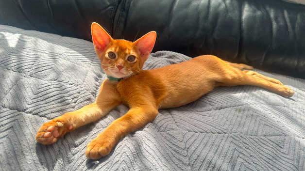 Abyssinian kitten's