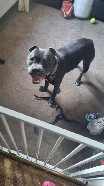 20 month old blue Staffordshire bull terrier for sale
