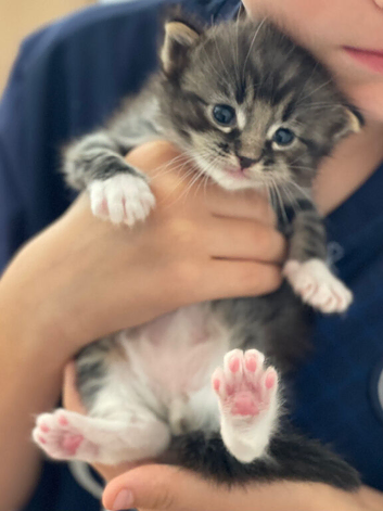 Ragdoll Cross Kittens