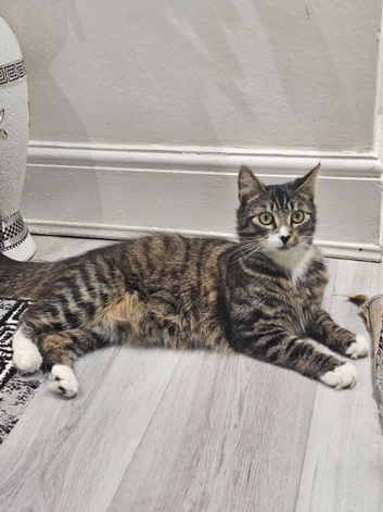 3 lovely kittens