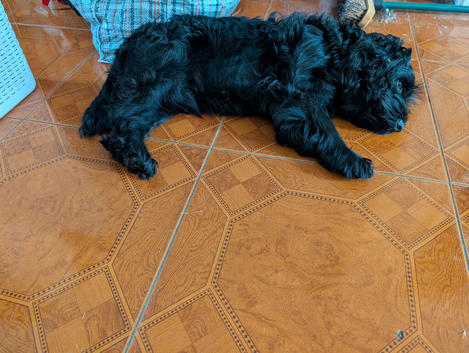 Cocoa poo sale