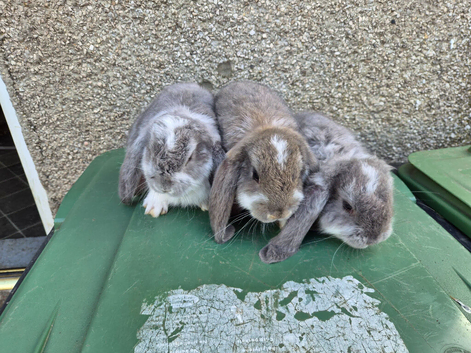 French lops does