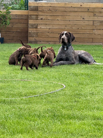 4 beautiful GSP/Labrador puppies