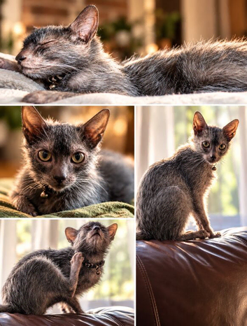Lykoi boy for stud duties
