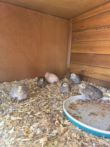 Button quail chicks and hatching eggs