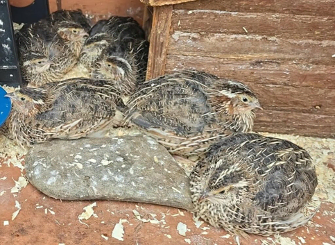 Coturnix quail 2 female/ 1 male