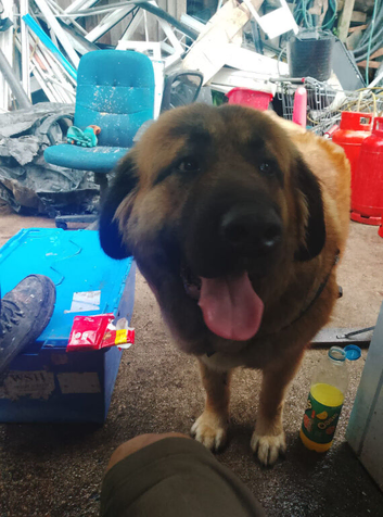 Adult female Caucasian shepherd for sale