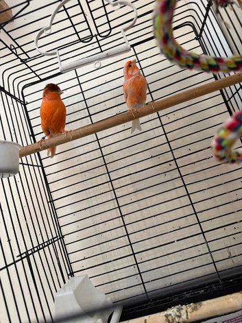 Breeding pair of red factor canaries