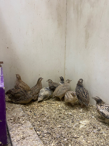 Japanese/ coturnix quail eggs
