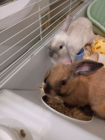 2 baby rabbit 4 month old open to offers