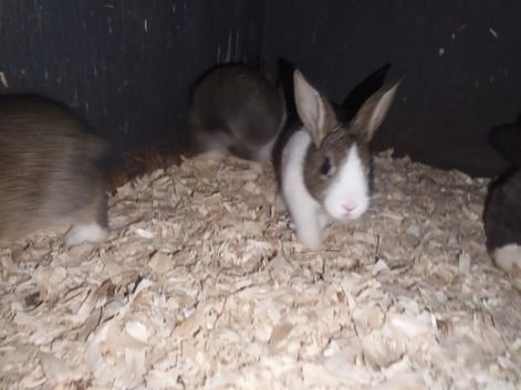 Dutch bunnies