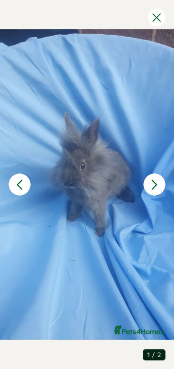 Netherland dwarf